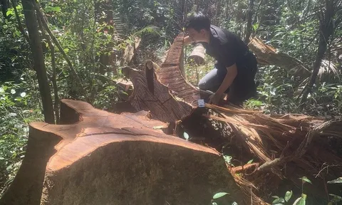 UBND tỉnh Gia Lai chỉ đạo kiểm tra vụ phá rừng huyện Ia Grai